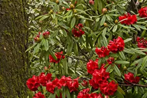 Images Dated 25th March 2015: Close up; Rhododendrons; Crystal Springs Rhododendron Garden; Portland; Oregon; USA
