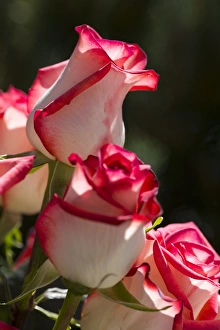 Images Dated 7th May 2016: Close-up of rose