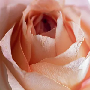 Pale Prints: Close-up of rose