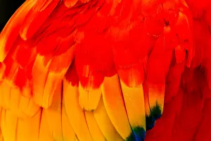 Images Dated 13th August 2018: Close-up of scarlet macaw feathers