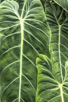 Canada Collection: Close-up shots of the leaves from the elephant ears plant, also known as Alocasia