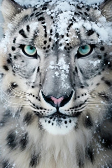 AI Generated Image Prints: Close-up of snow leopard face. ©Jim Zuckerman / Jaynes Gallery / DanitaDelimont.com
