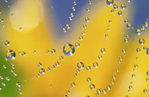 Connected Prints: Close-up of spider web with dew drops reflecting black-eyed Susan flower
