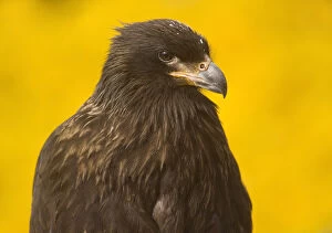 Close-up of a Striateed Caracara (Johnny Rook), Yellow Background, Falkland Islands
