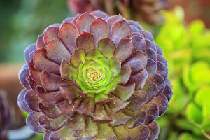 Images Dated 1st November 2013: Close-up of succulent plants, San Diego, CA, USA