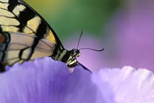 Close-up of swallowtail Butterfly on Petunia in Garden