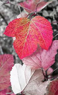 Colorized Prints: Close-up of an sycamore leaf rendered in red and grey