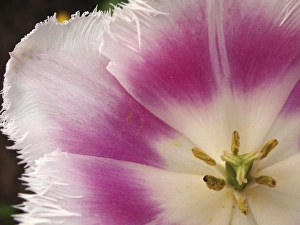 Images Dated 7th April 2011: Close-up of tulip