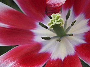 Images Dated 7th April 2011: Close-up of tulip