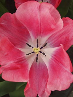 Images Dated 7th April 2011: Close-up of tulip