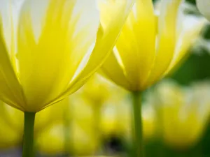 Close-up of tulips