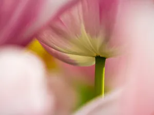 Close-up of tulips
