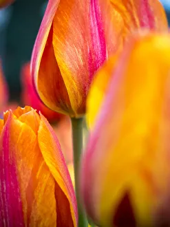Images Dated 14th April 2016: Close-up of tulips