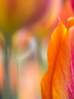 Stem Prints: Close-up of tulips