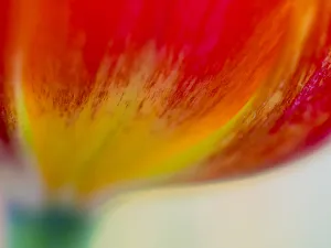 Images Dated 14th April 2016: Close-up of tulips