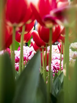Images Dated 12th April 2016: Close-up of tulips