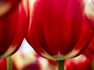 Images Dated 12th April 2016: Close-up of tulips