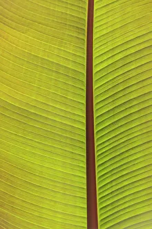 Backgrounds Prints: Close-up of the underside of a leaf. Portland, Oregon, USA