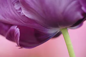 Images Dated 24th April 2008: Close-up of underside of tulip flower, Kuekenhof Gardens, Lisse, Netherlands, Holland