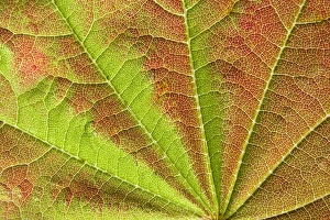 Royalty Free Prints: Close-up of vein pattern on maple leaf