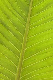Close-up of veins in a green leaf