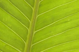 Images Dated 15th December 2020: Close-up of veins in a green leaf