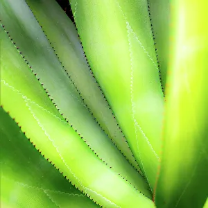 Botanical Prints: Close-up of vibrant agave leaves