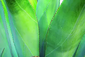 Images Dated 29th April 2022: Close-up of vibrant agave leaves