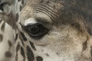 Images Dated 18th December 2006: Close-up view of eye and face of Reticulated Giraffe, Giraffa camelopardalis reticulata