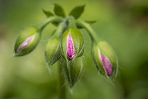 Rona Schwarz Prints: Close-up of vining geranium buds before opening