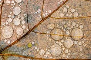 Raindrop Prints: Close-up of water drops and vein pattern on autumn maple leaf, Hiawatha National Forest