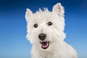 Studio Prints: Close-up of a Westie in a studio setting. (PR)