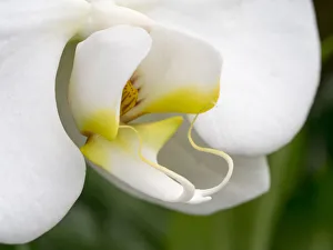 Close-up of an white orchid