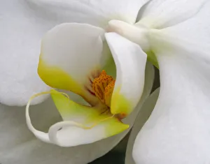Images Dated 11th May 2019: Close-up of an white orchid