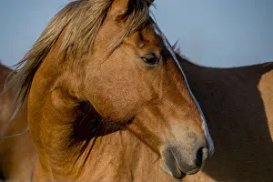 Flint Hills Prints: Close-up of a wild horse living in Flint Hills of Kansas