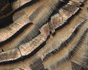 Iridescent Prints: Close-up of wild turkey tail feathers