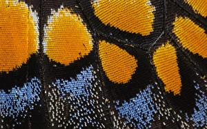 Images Dated 12th January 2007: Close-up detail Wing Pattern of Butterfly
