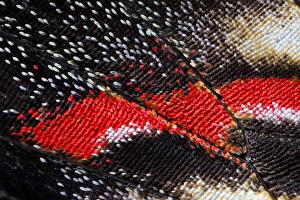 Images Dated 12th January 2007: Close-up detail Wing Pattern of Butterfly