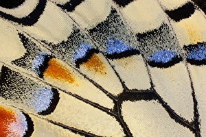 Images Dated 10th February 2009: Close-up detail Wing Pattern of Butterfly