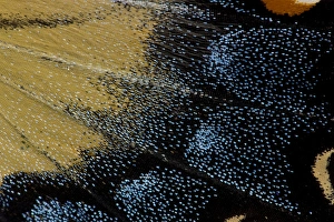 Close-up detail Wing Pattern of Butterfly