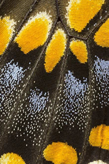Images Dated 6th January 2015: Close-up detail Wing Pattern of Butterfly
