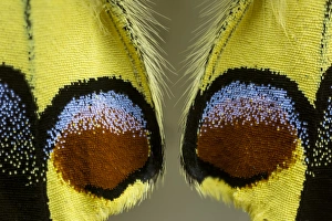 Images Dated 6th January 2015: Close-up detail Wing Pattern of Butterfly
