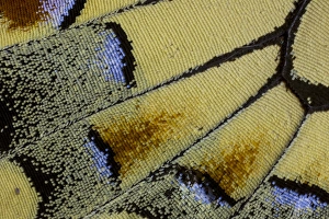 Close-up detail Wing Pattern of Butterfly