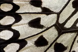 Images Dated 9th January 2007: Close-up detail Wing Pattern of Tropical Butterfly