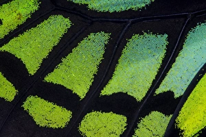Images Dated 9th February 2014: Close-up detail Wing Pattern of Tropical Butterfly