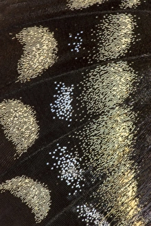 Images Dated 10th February 2014: Close-up detail Wing Pattern of Tropical Butterfly