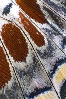 Images Dated 30th December 2007: Close-up detail Wing Pattern of Tropical Butterfly