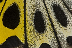 Images Dated 9th February 2014: Close-up detail Wing Pattern of Tropical Butterfly