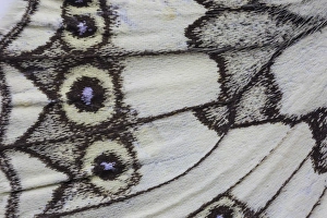 Images Dated 16th December 2014: Close-up detail Wing Pattern of Tropical Butterfly