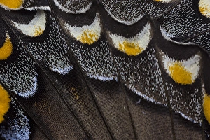 Images Dated 22nd February 2016: Close-up detail Wing Pattern of Tropical Butterfly